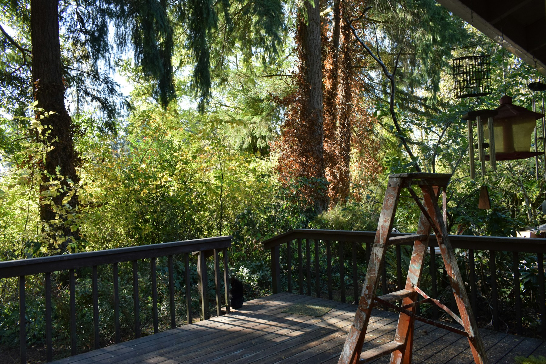 Wood deck and railing — Deck & Patio service